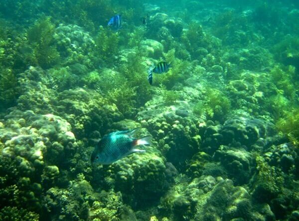 Nên đi lặn biển Hòn Mun vào tháng 6 – tháng 8